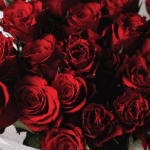 25 luxury red roses-1