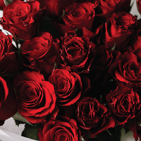 25 Luxury Red Rose Bouquet delivery online