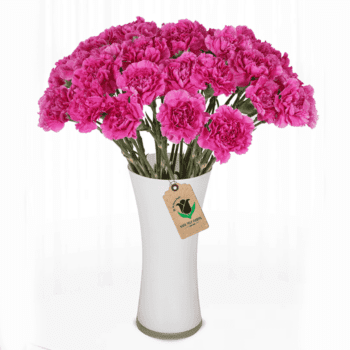 Pink Carnation Flower