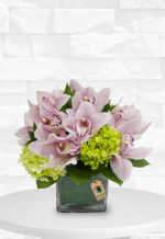 Pink Cymbidium