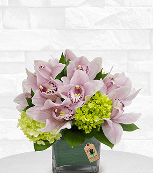 Pink Cymbidium in vase