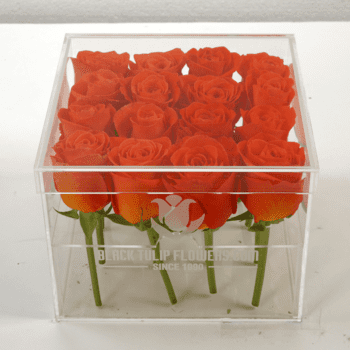 Spritz Rose in an Acrylic Box