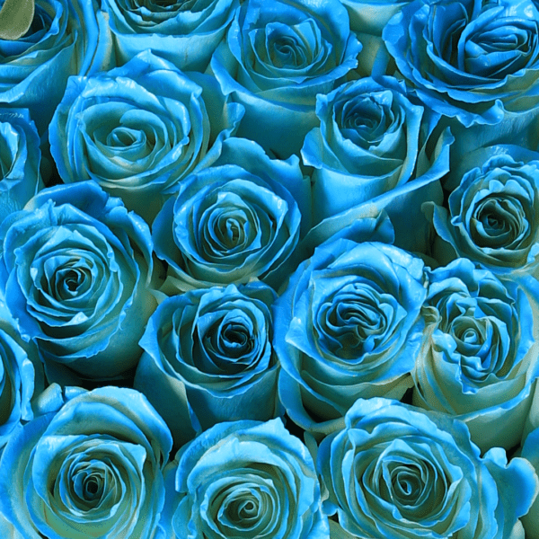 Blue color flowers