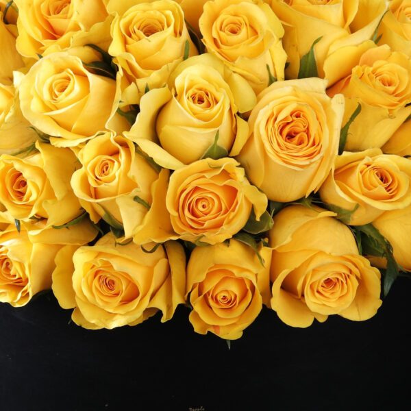 Yellow Roses in a Black Box