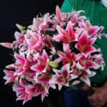 Feminine Lilies (2)