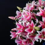 Feminine Lilies (3)