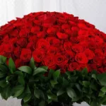 500 Red Roses for Valentine’s-5
