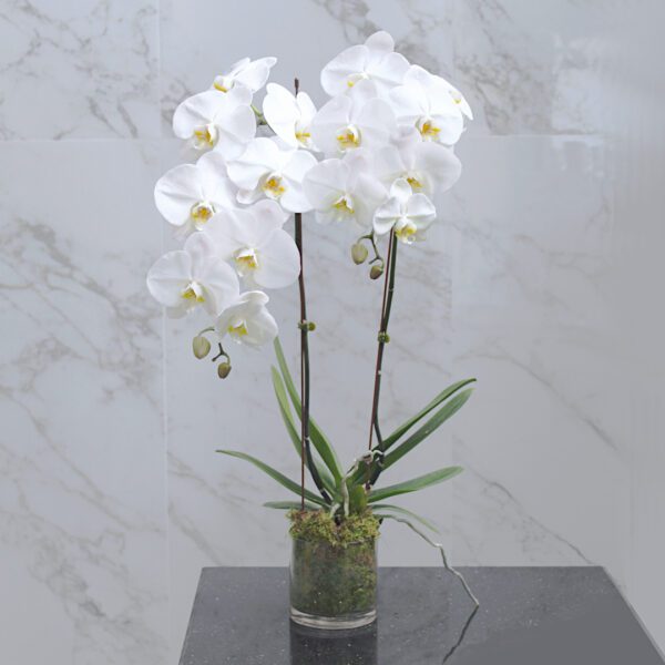 Indoor Orchid Plants online delivery