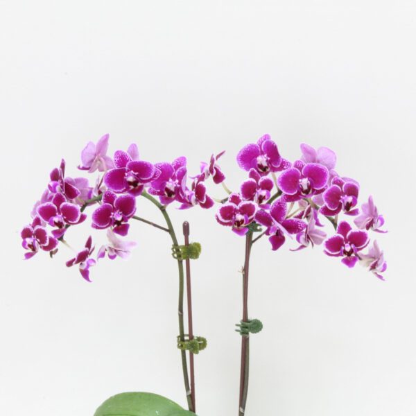 Mini Orchid flowering plant