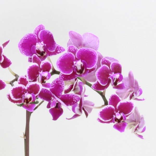 Mini Orchid flowering plant