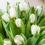 25_white_tulips_in_bouquet_2_-jpg