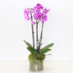 Purple Phalaenopsis Orchid Plant 1