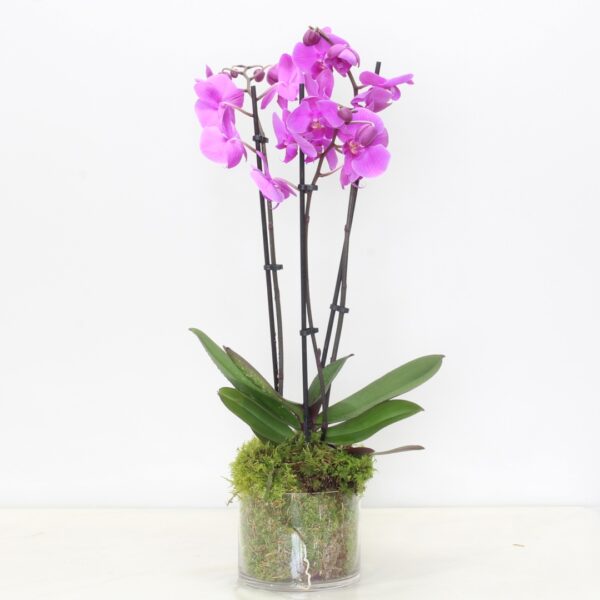 Purple Phalaenopsis Orchid Plant online