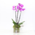 Purple Phalaenopsis Orchid Plant 2