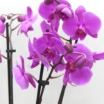 Purple Phalaenopsis Orchid Plant 4