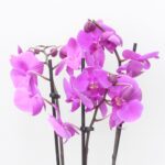 Purple Phalaenopsis Orchid Plant3