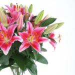 Blooming-Lilies-2