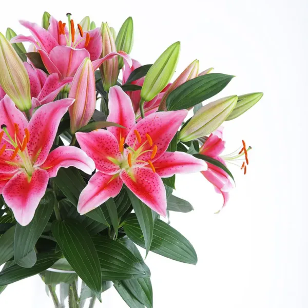 Blooming Pink Lilies