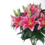 Blooming-Lilies-3