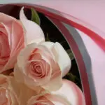 one dozen pink roses modern wrap 004