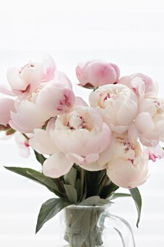 peonies for corporate