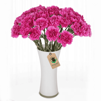 Carnations For Mother's Day