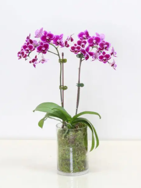 orchid purple plant