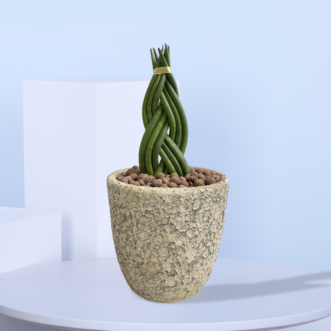 el choco red philodendron Philodendron rubrijuvenilum “El Choco Red” – AABexotics main image 0