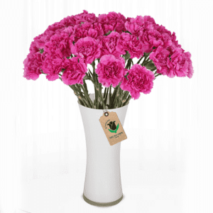 A bouquet of bright pink carnations is densely arranged in a white, trumpet-shaped vase.