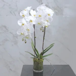 The orchids feature multiple blooms with broad, rounded petals and a slightly frilled texture