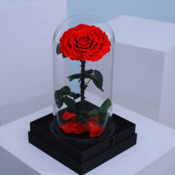 Romantic red forever rose preserved in dome –