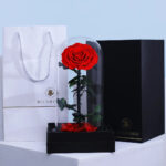 single-red-forever-rose