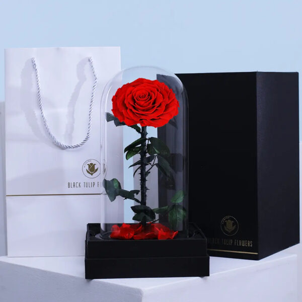 Romantic red forever rose preserved in dome –