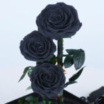 trio-black-forever-rose 03