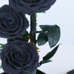 trio-black-forever-rose 04