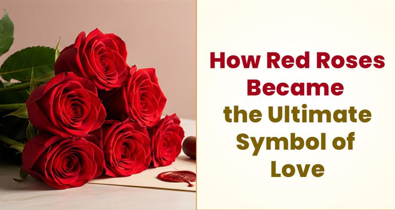 Why The Red Rose Is A Universal Symbol Of Love | Meaning & History