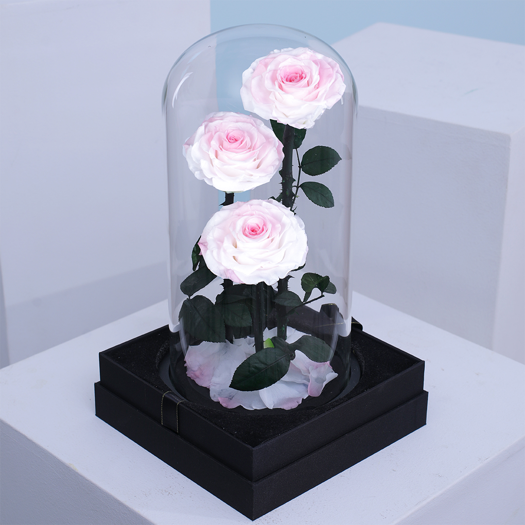 Blush Pink Trio Forever Rose Dome