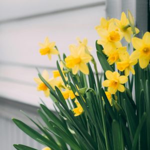 yellow daffodil flowers with darker yellow trumpet-shaped coronas stands against a backdrop of a weathered white wooden wall or siding.