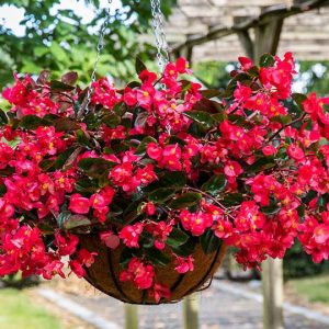 A lush hanging basket overflows with vibrant red Begonia Viking Explorer Rose on Green flowers and dark green foliage.